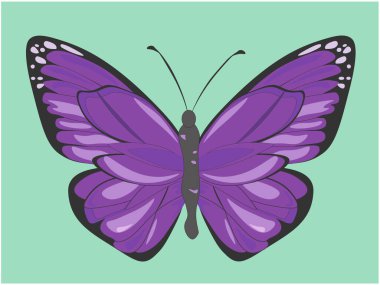 Bir deseni olan büyük mor kelebek