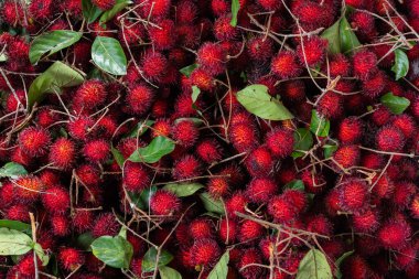 Endonezya pazarında satılık yapraklı taze kırmızı rambutan bolluğu.