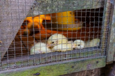 Yakından bakınca kafeslerinde ısıtıcı lamba, yiyecek ve içecek kabı olan bir grup sarı civciv görülüyor. Kafes ahşap ve tel bariyerden oluşuyor..
