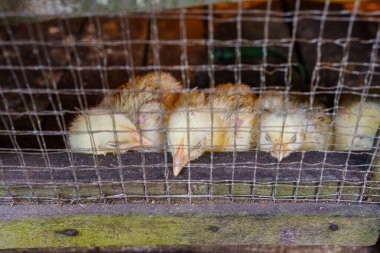 Yakından bakınca kafeslerinde ısıtıcı lamba, yiyecek ve içecek kabı olan bir grup sarı civciv görülüyor. Kafes ahşap ve tel bariyerden oluşuyor..