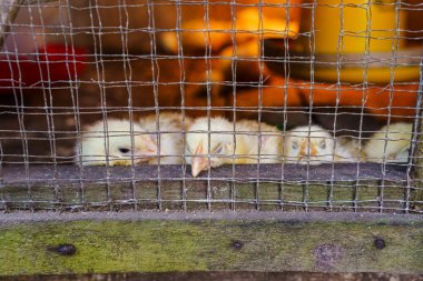 Yakından bakınca kafeslerinde ısıtıcı lamba, yiyecek ve içecek kabı olan bir grup sarı civciv görülüyor. Kafes ahşap ve tel bariyerden oluşuyor..