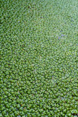 Wolffia arrhiza. Arka plan ya da doku için suda Köksüz Ördek Yosunu.