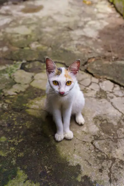 A street calico cat with yellow eyes was sitting on a mossy and damaged road.