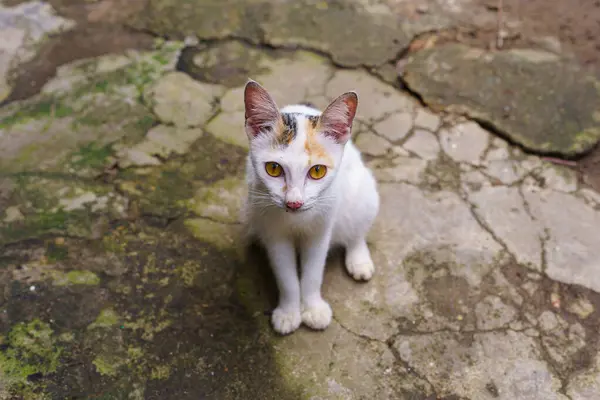 A street calico cat with yellow eyes was sitting on a mossy and damaged road.