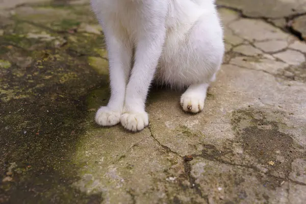 Close up of the feet and claw of a white cat sitting on a mossy road.