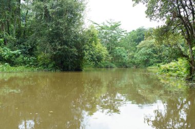 Ormanın ortasındaki nehir..