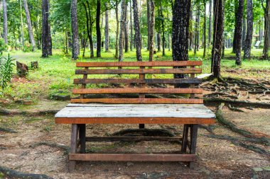 Çam ormanında ağaçtan yapılmış basit bir sandalye.