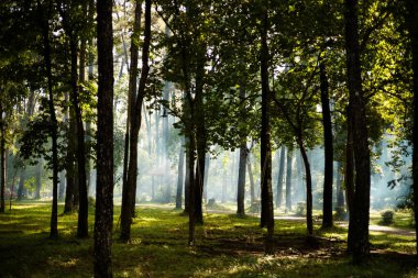 Sabahları sisli korku ormanı manzarası. Peri masalı. Ürkütücü. Sisli bir günde orman..