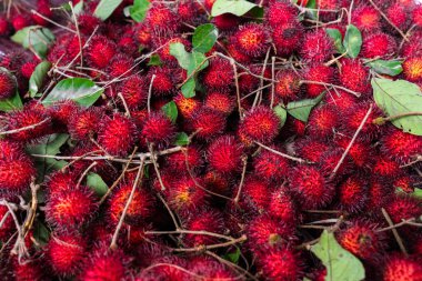 Endonezya pazarında satılık yapraklı taze kırmızı rambutan bolluğu.