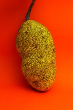 Cempedak veya Artocarpus Integer, Jackfruit cinsi ile aynıdır. Güneydoğu Asya 'ya özgü bir meyve, turuncu arka planda izole edilmiş.