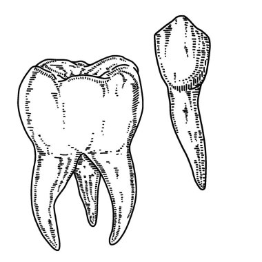 İnsan dişi çizimi