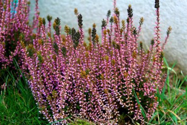 Bahçedeki funda Erica 