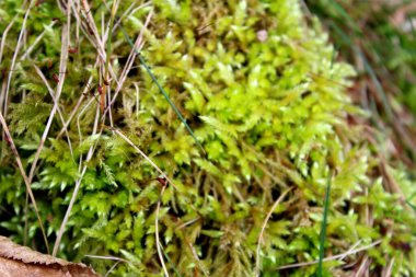 Bryophyta Bryophyda Muscophyda ormanında yosun.