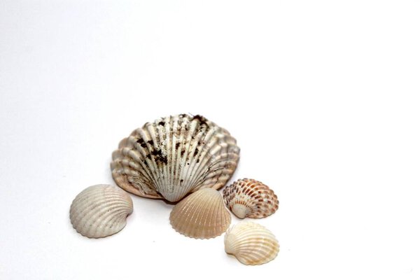 seashells, isolated on white background