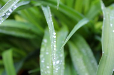 Çiyli yeşil çimen