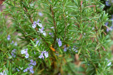 Güzel çiçeklerin yakın görüntüsü biberiye çiçeği açar.