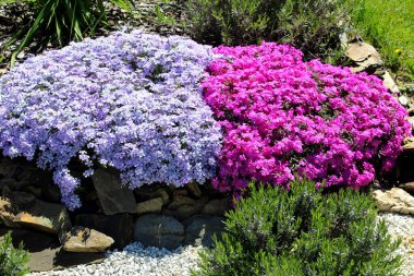 Bahçede güzel pembe mor çiçekler Phlox sallanan bahar levandula lavandula
