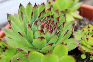 Bahçedeki yeşil kaktüs yeşil yapraklı bir bitki ve ortasında kırmızı bir çiçek.