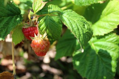 Bahçe rubusunda kırmızı olgun çilekler