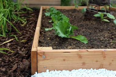 İçinde bir kaç bitki daha olan ahşap bir kutu. Lactus sativa marulu.