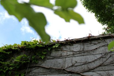 Üzümlü bir duvar ve üzerinde büyüyen bir bitki..