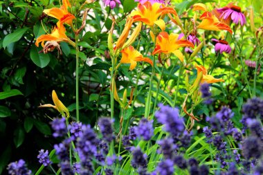 Bahçedeki güzel çiçekler