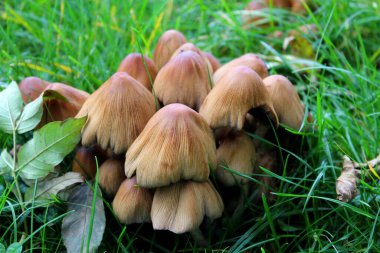 Çimlerin üzerinde büyüyen mantarlar Coprinellus micaceus bahçede