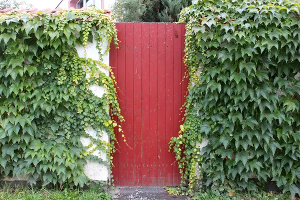 Duvarda kırmızı sarmaşık yaprakları Eski kapı