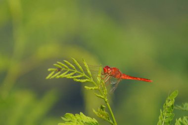 Kırmızı, kızıl, dalda uçan bir sinek.