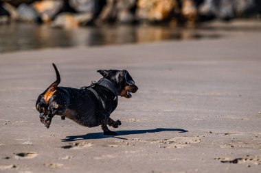 Köpek sahilde koşuyor.