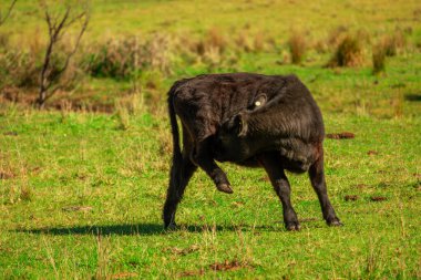Çimenli yeşil çayırlarda kaşınan siyah bir buzağı..