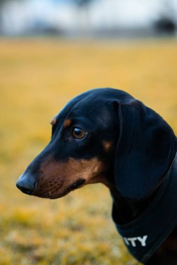 Açık havada 'güvenlik' yeleği giyen siyah bir dachshund 'un yakın plan profili..