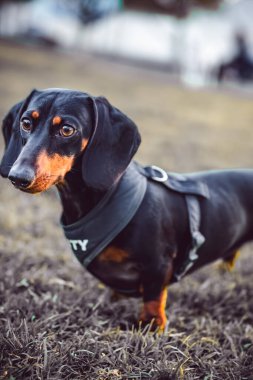 Siyah bir dachshund 'güvenlik yeleği giyiyor, nöbet tutuyor..