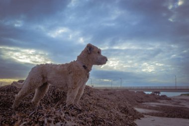 Akşamüstü düşünceli bir köpek sahilde duruyor..