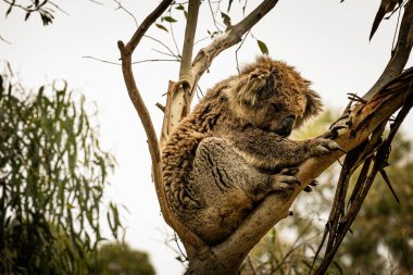 Bir koala okaliptüs dalları arasında huzur içinde yatar.