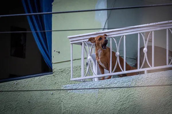 A vigilant dog barks from a balcony, overseeing the street below.