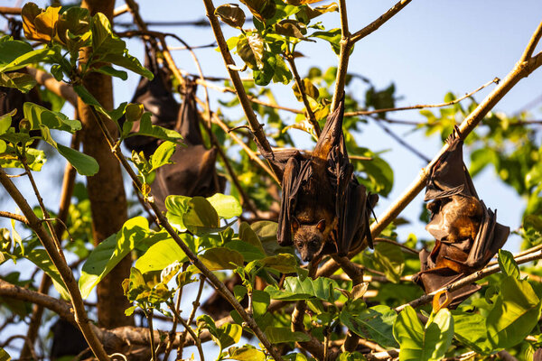 Fruit bats vigilantly observe their surroundings from the safety of a leafy tree.
