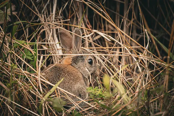 Hidden rabbit peers through the underbrush.