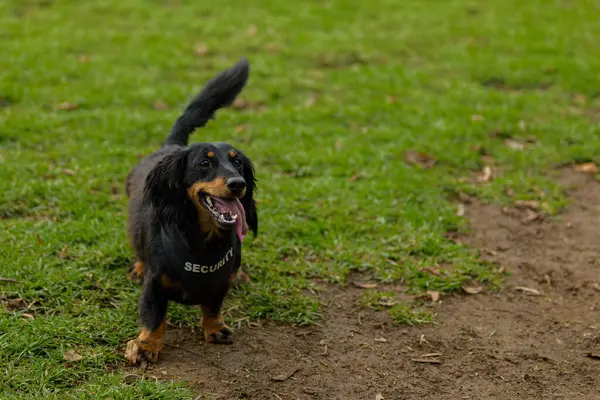 A diligent dog with a security vest enjoys a playful break.