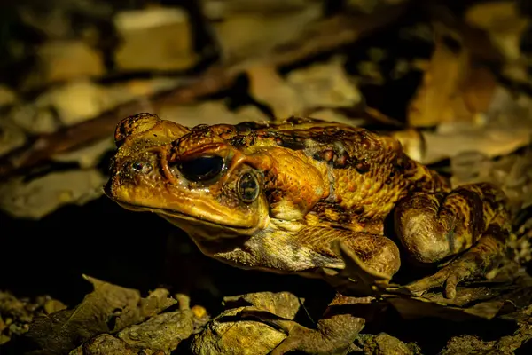 A toad\'s intricate textures come alive under the low light of dusk on the forest floor.