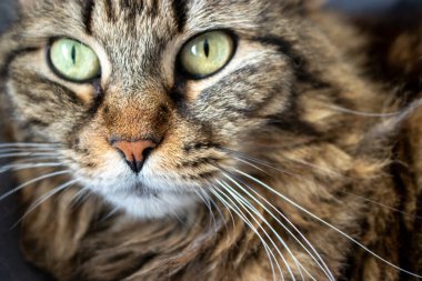 Muhteşem Çok Renkli Kedi 'nin Yakın Çekim Portresi