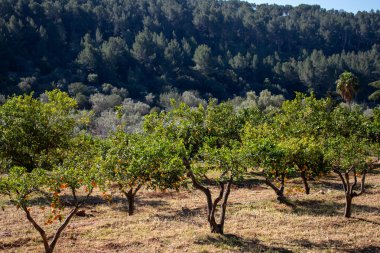 Canlı mandalina ağaçları alevlerin altında bir dağ yamacını noktalıyor.