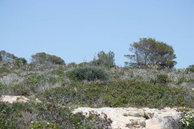 Bir dağ gezisi sırasında yakalanan bu resimde kayalar ve dayanıklı çalılarla süslenmiş engebeli bir manzara görülüyor. Doğal arazi, kaya çıkıntılarının karışımıyla, dağlık bölgelerin saf güzelliğini ve macerasını somutlaştırır.. 
