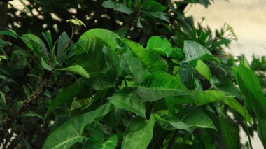 İlkbaharda büyüyen dal ağacının taze yeşil yaprakları. Güzel yaprak doğal arkaplan