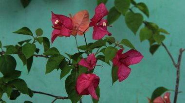 Güneşli bir günde bahçedeki güzel çiçekli Bougainvillea ağacı