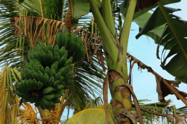 Endonezya yeşil kepok muzu (Musa acuminate balbisiana), bulanık doğal arkaplan ile bir bahçede yetişen yeşil muz çiçeği meyvesi.