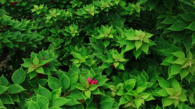 Güneşli bir günde bahçedeki güzel çiçekli Bougainvillea ağacı