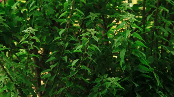 Güneşli bir günde bahçedeki güzel çiçekli Bougainvillea ağacı