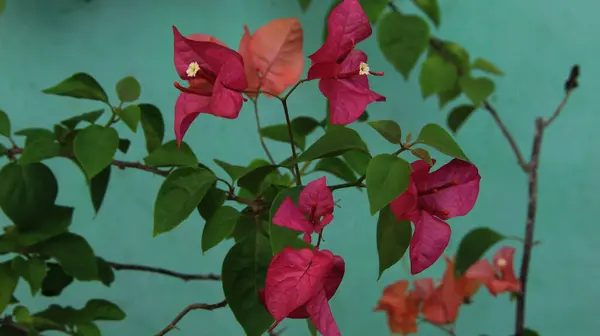 Güneşli bir günde bahçedeki güzel çiçekli Bougainvillea ağacı