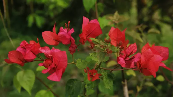 Güneşli bir günde bahçedeki güzel çiçekli Bougainvillea ağacı